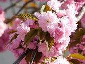 Cerisier du Japon - Crédits Photos E. budon