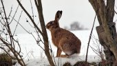Un lièvre dans la  neige